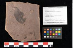 Foto (Objekt + Etikett) von Sphaeria palaeosapindi Ettingshausen (NHMW-GEO-2024-0188-0040)